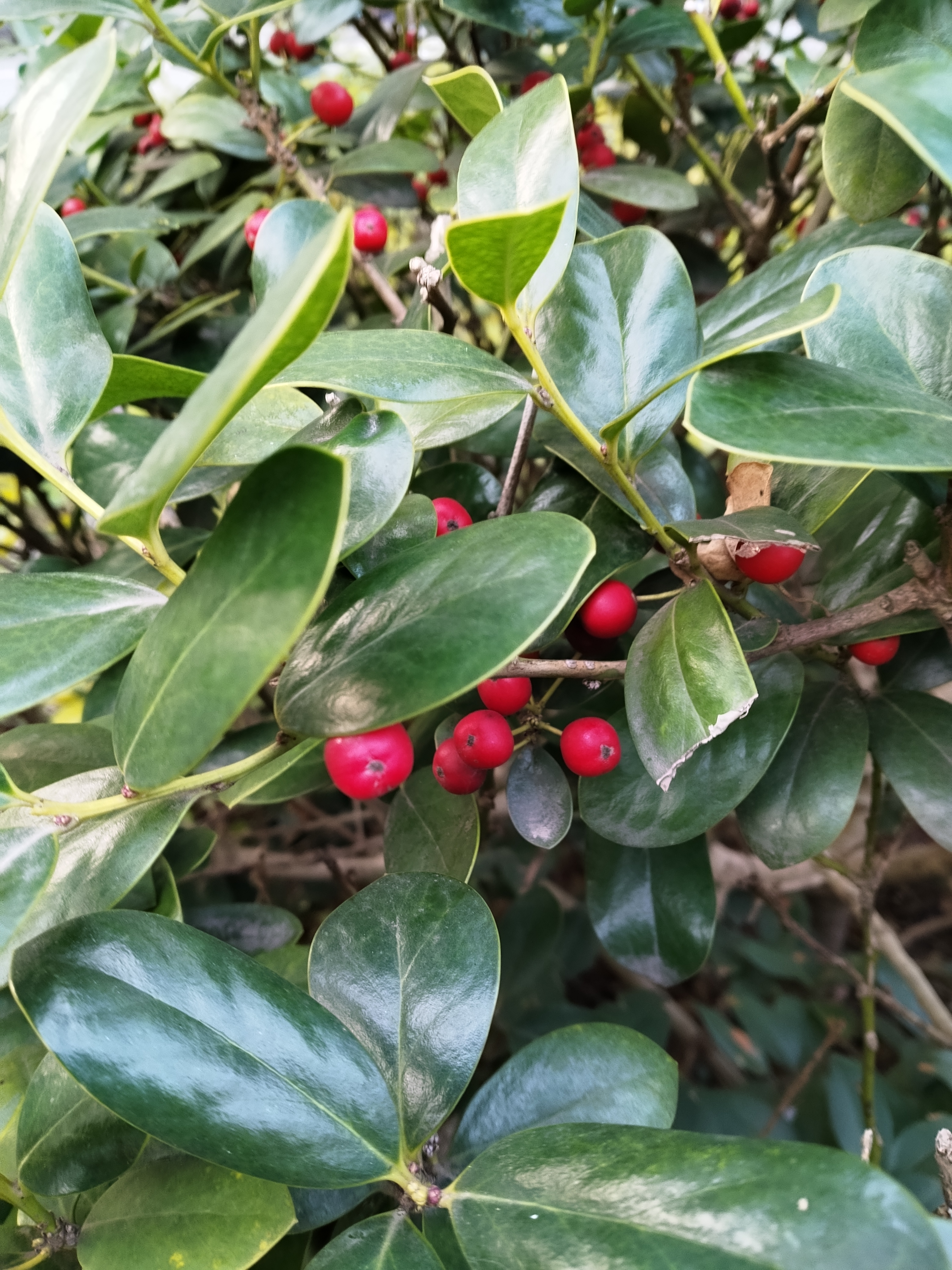 后附图片为枸骨三图,冬青卫矛or扶芳藤,梅花五图.