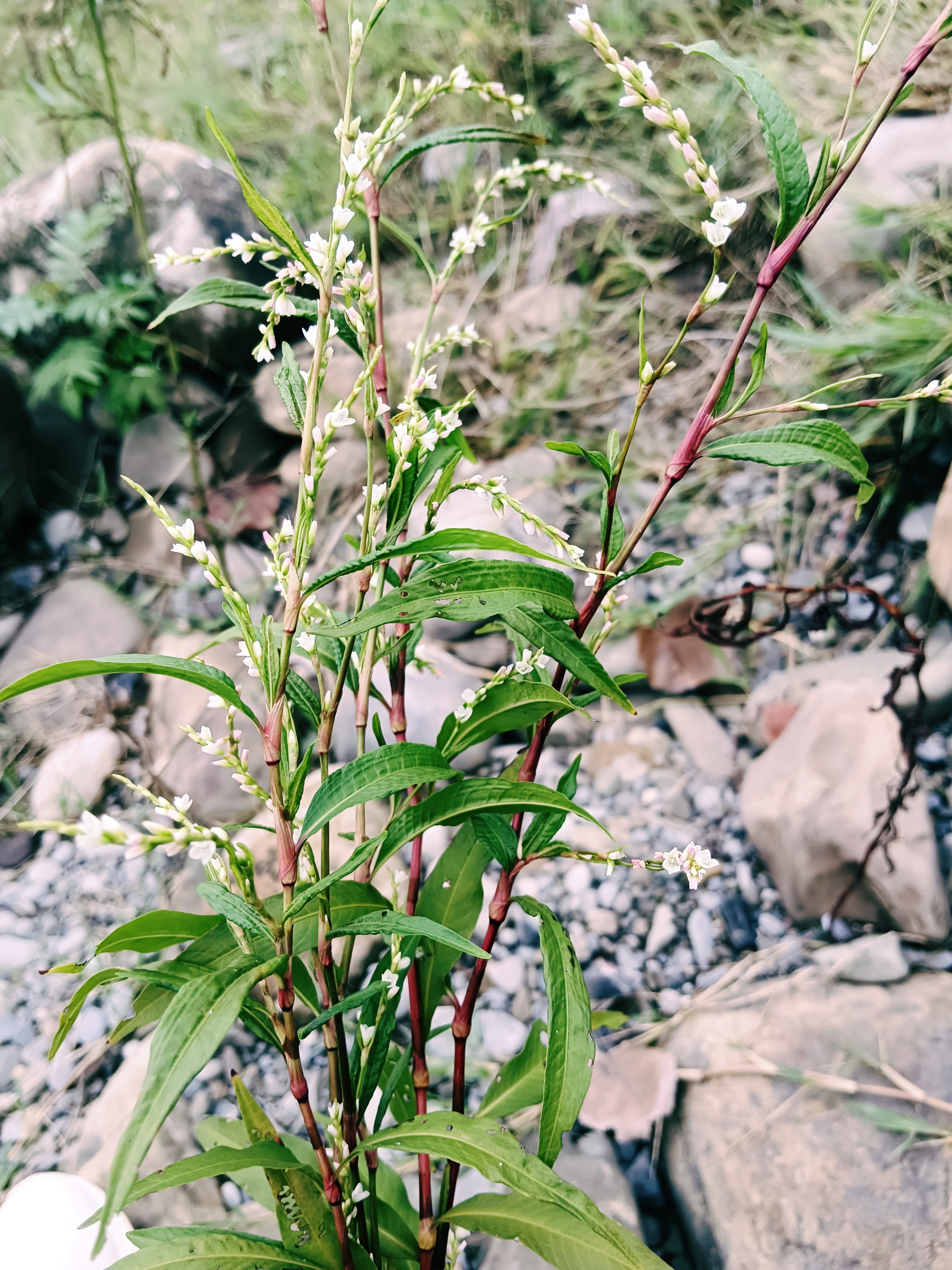 蓼花小渚图片