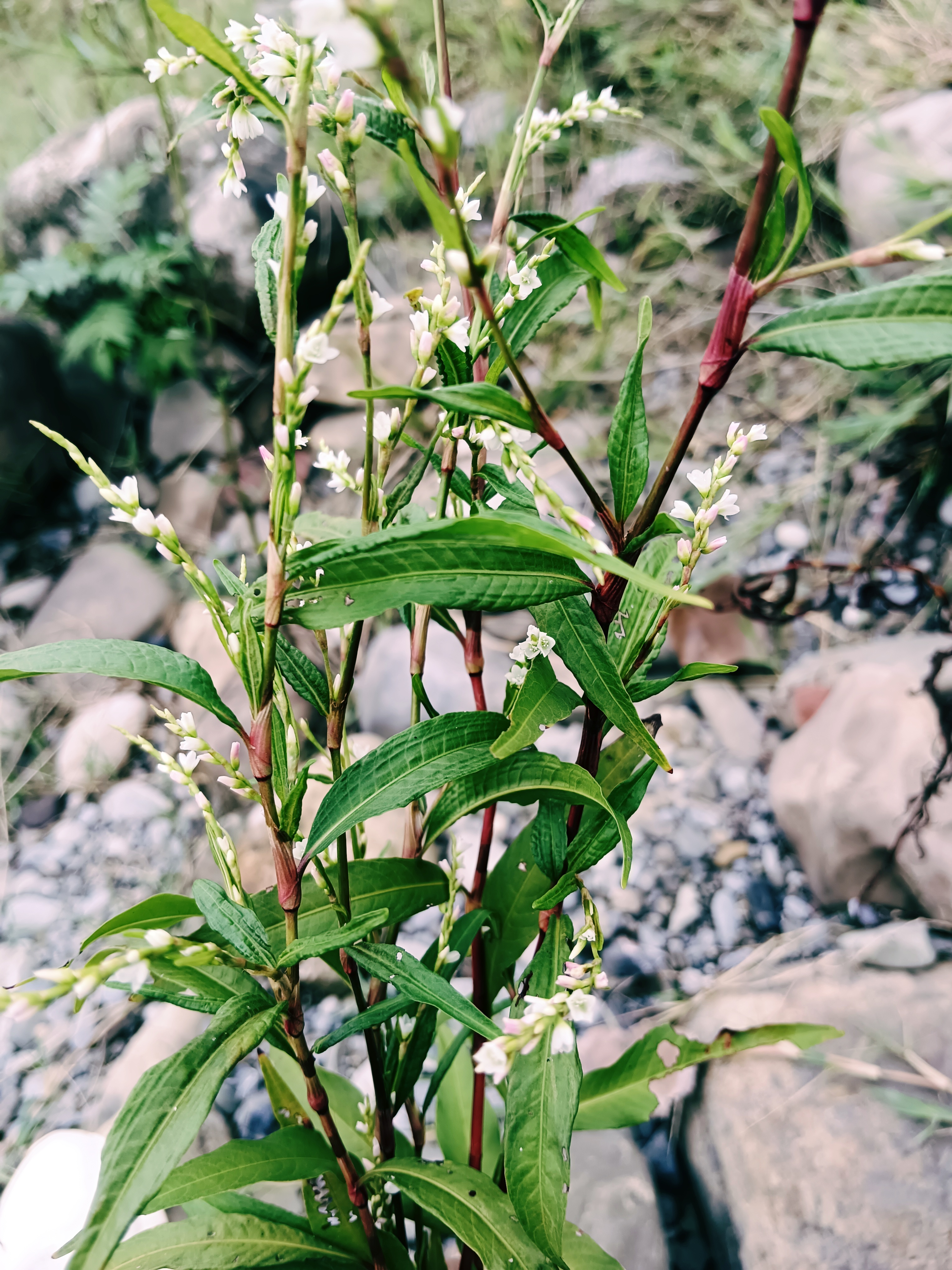 蓼花小渚图片