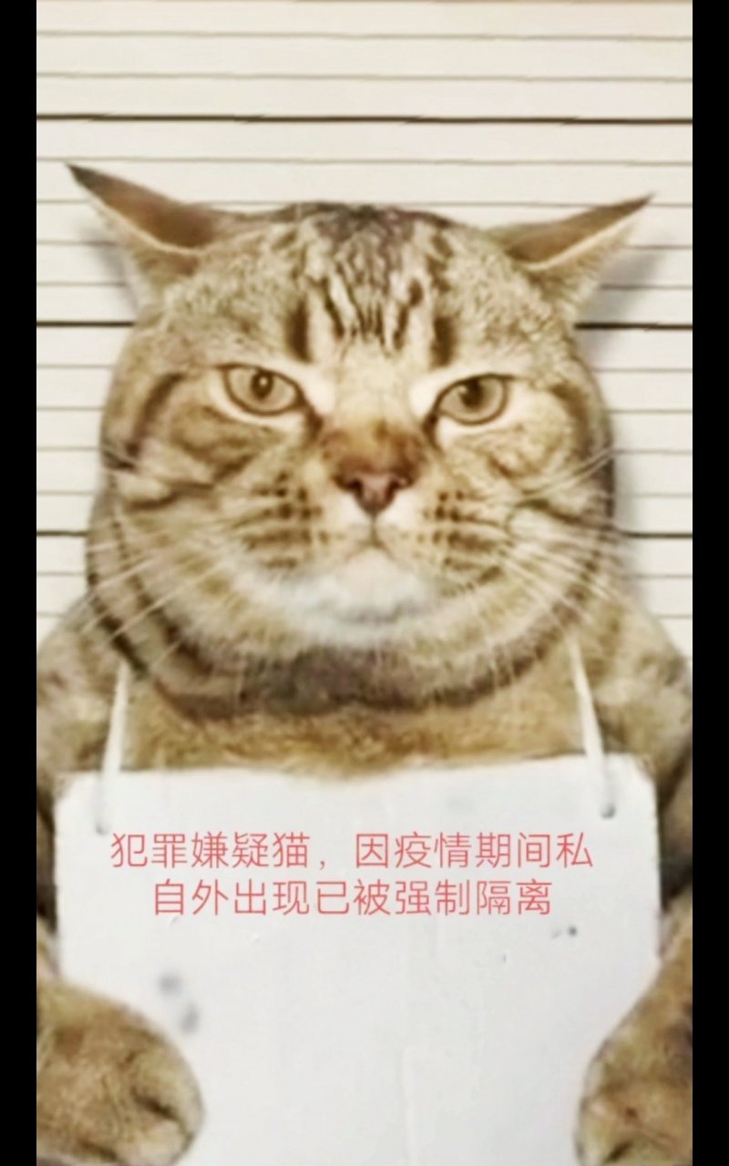 史上第一只被判刑的猫,由于疫情期间出门,目前已被居家隔离