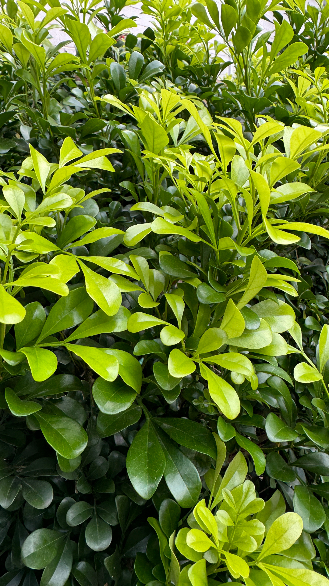 食用千里香花种植图片图片