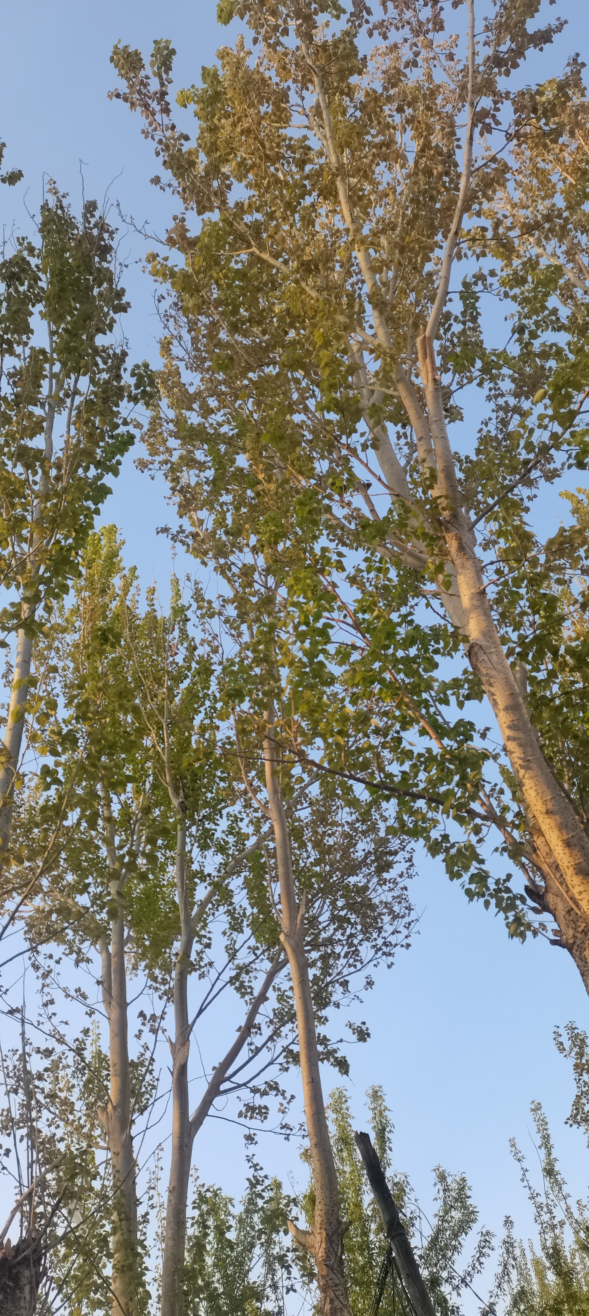 我的老家——八面城镇