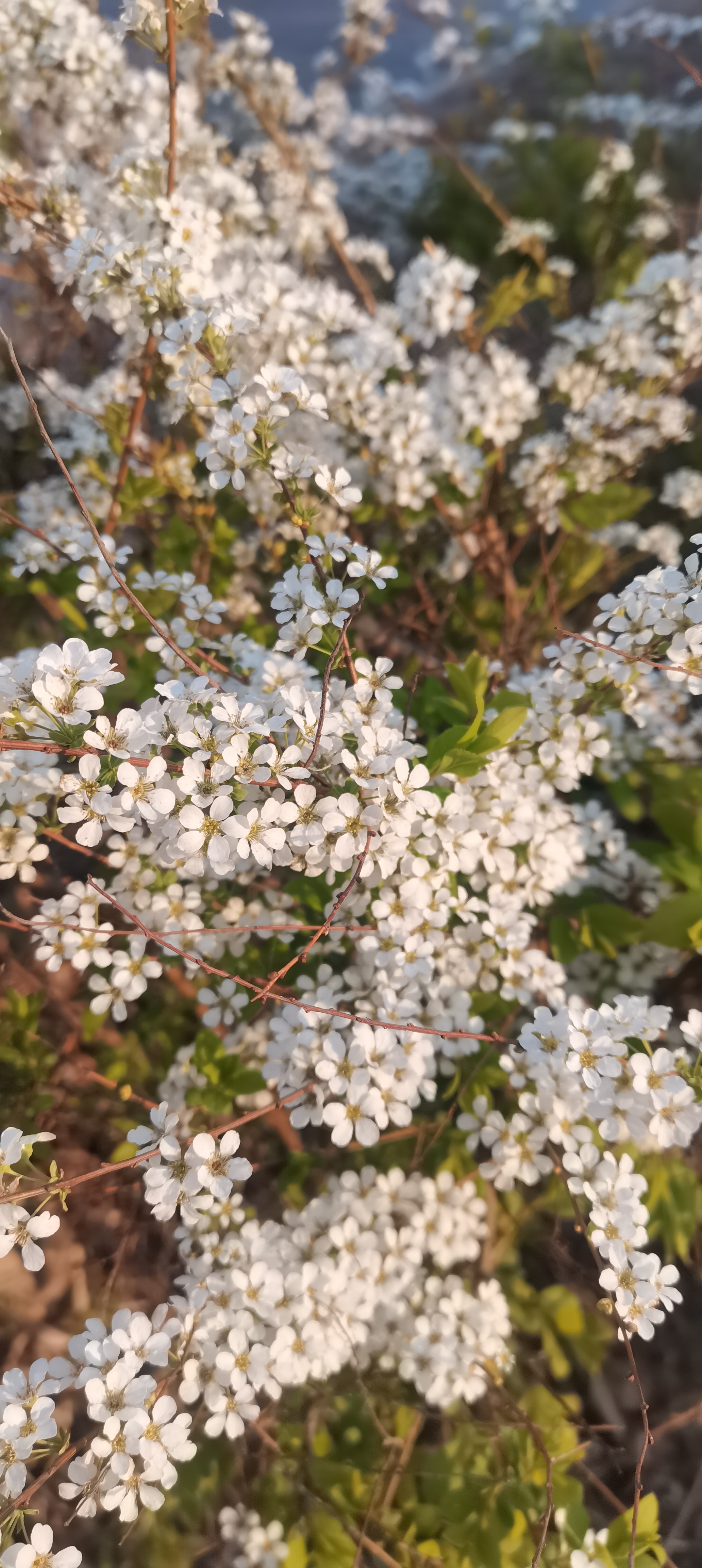 我的老家——八面城镇