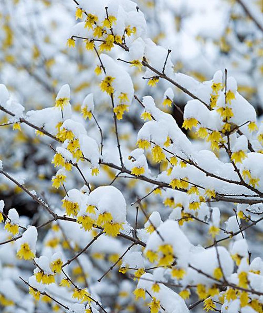 冬日冰雪漫游季#  淡黄色的腊梅花,  已经静悄悄地开放啦,  为傲雪
