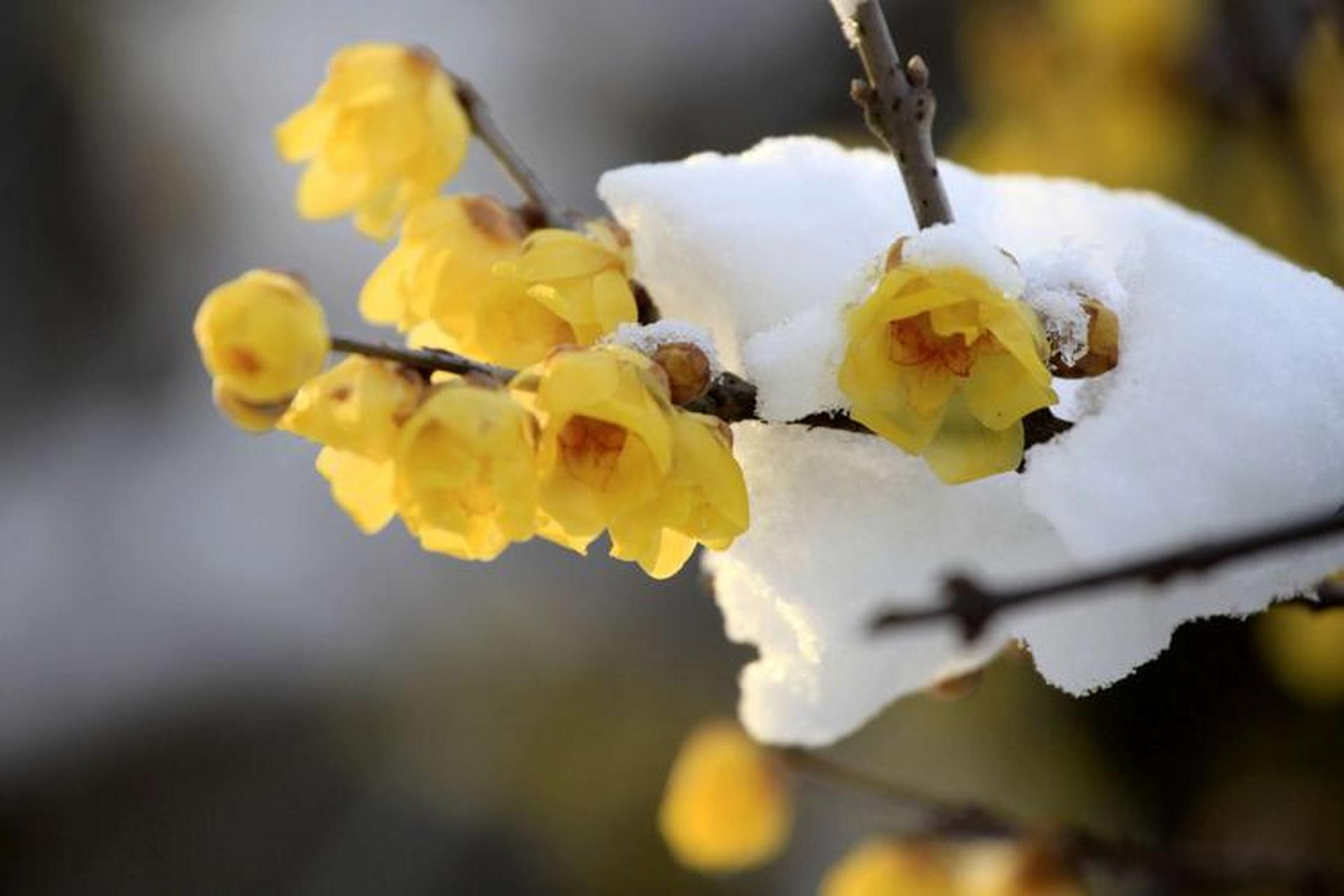 冬日冰雪漫游季#  淡黄色的腊梅花,  已经静悄悄地开放啦,  为傲雪