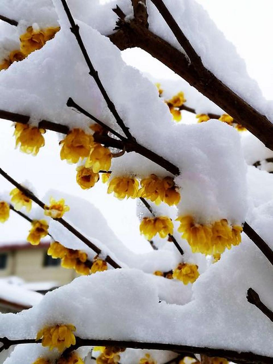 冬日冰雪漫游季#  淡黄色的腊梅花,  已经静悄悄地开放啦,  为傲雪