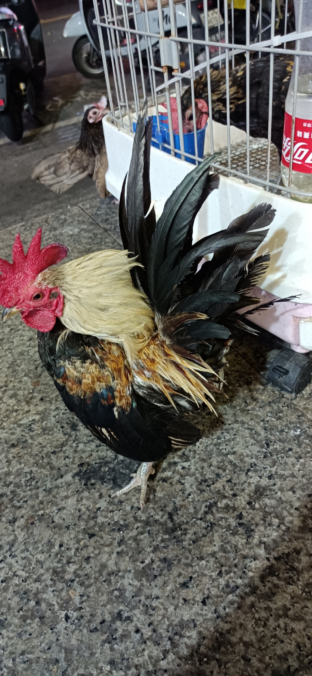 第一张图的公鸡把尾巴的羽毛竖起来,显示它威武雄壮的样子,它已经做