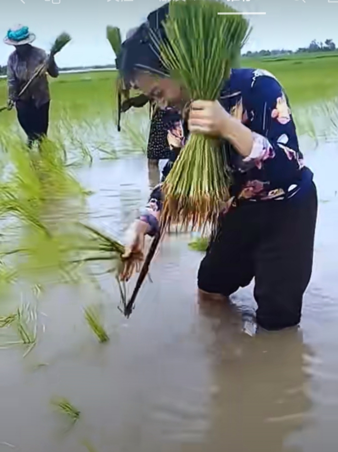 不知道是哪个地方的,这样子插秧苗还是第一次看耶.