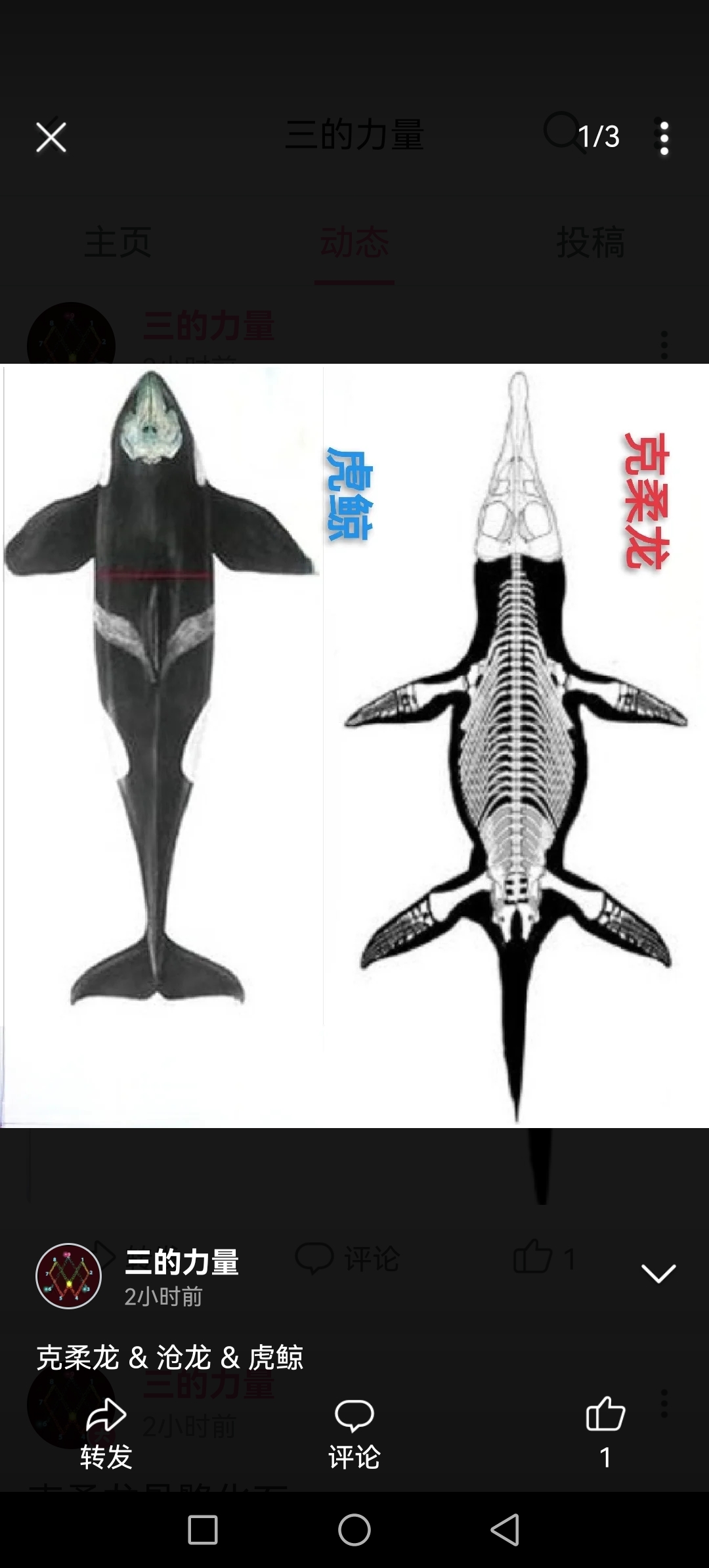 克柔龙,沧龙,虎鲸的府视图