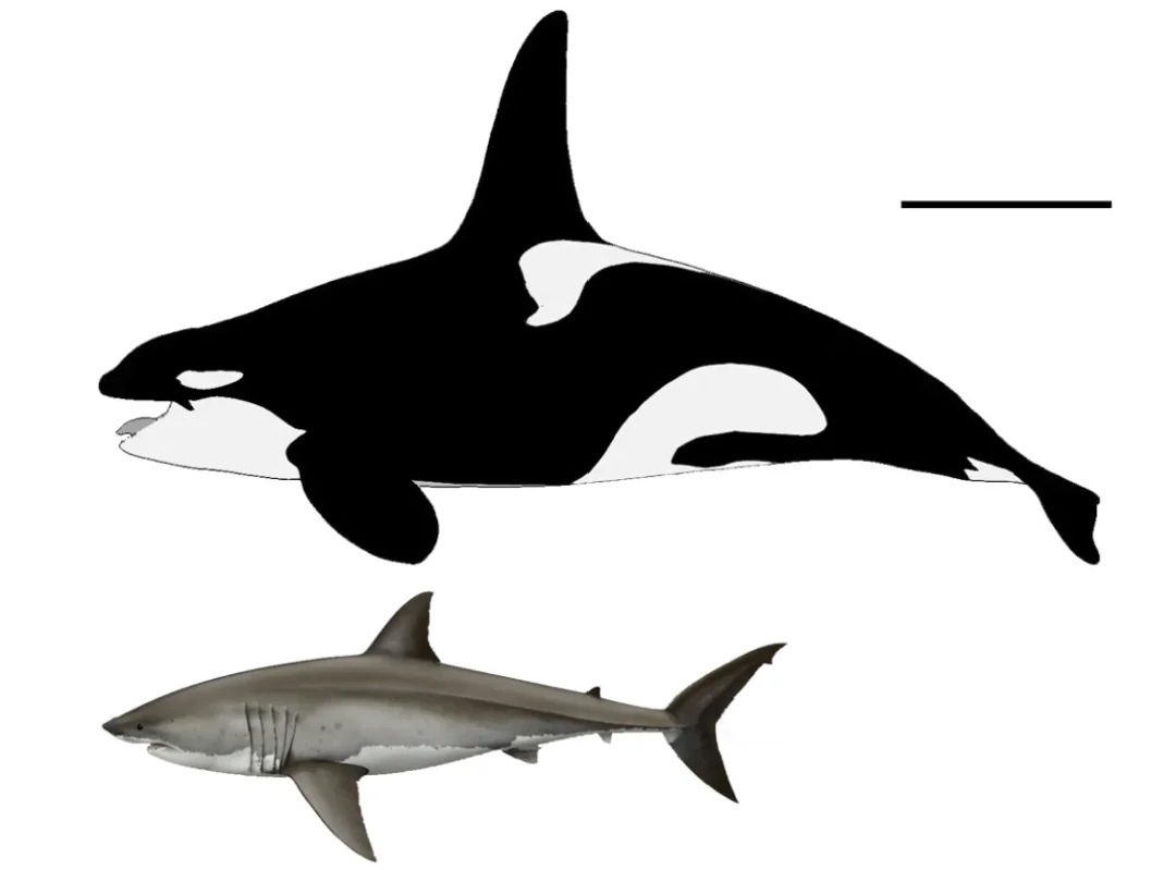 今年发现的本世界最大的虎鲸一一孤独的乔治