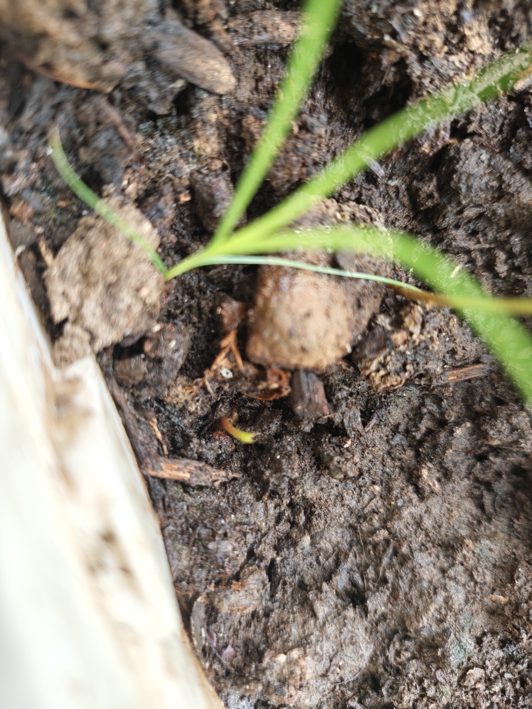 我种的荔枝种子已经长出了第三棵幼苗了.每一颗都不一样