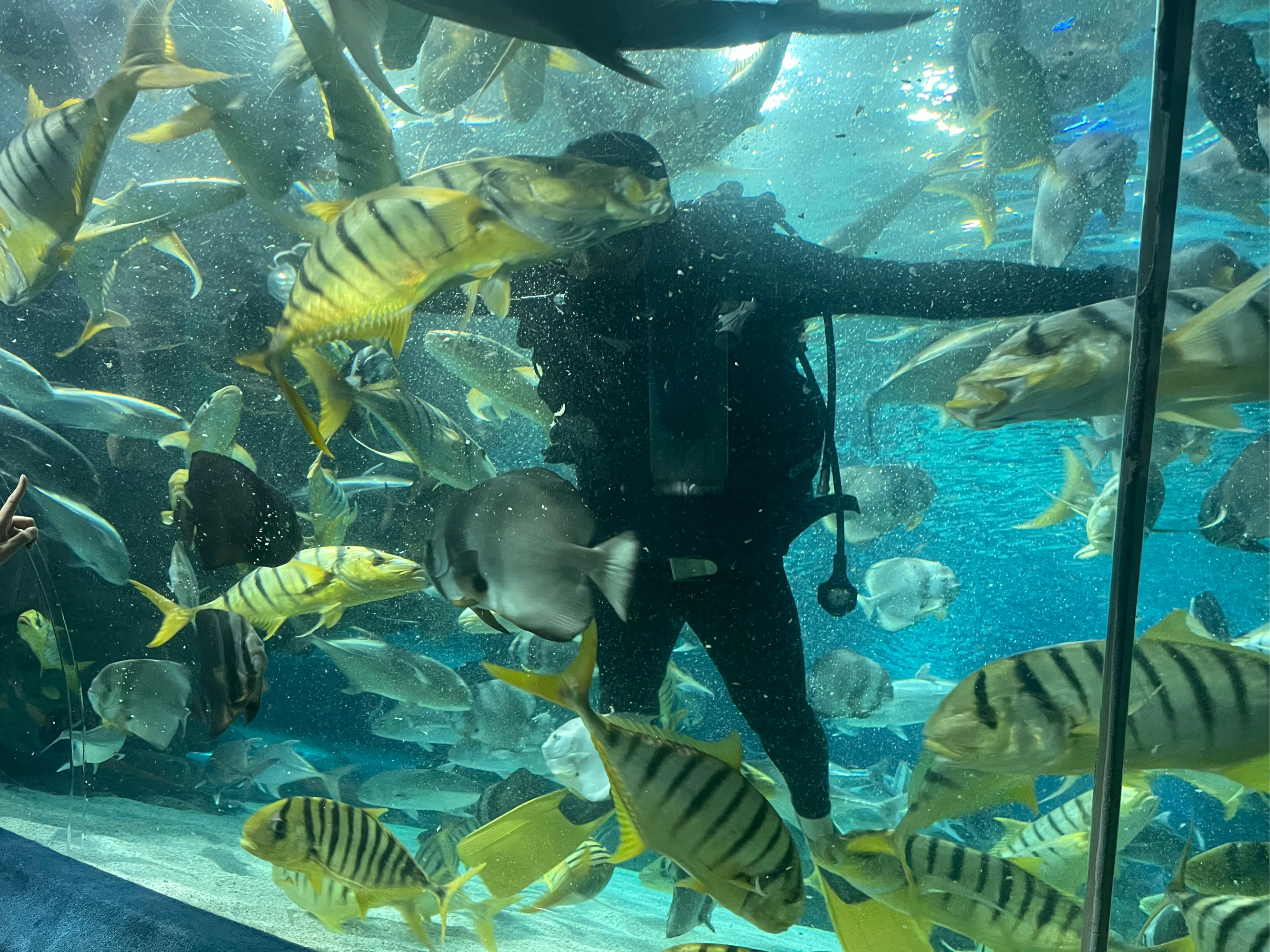 探索深海奥秘  在浩瀚的水族馆里