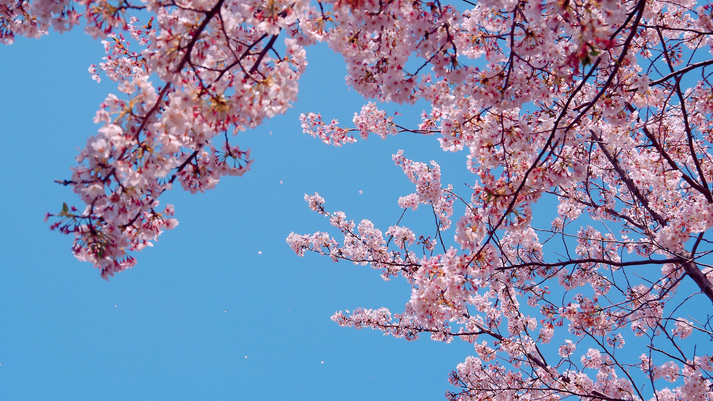 遇见好风景# 落樱吹雪. 这或许是我最后拍摄的樱花了.
