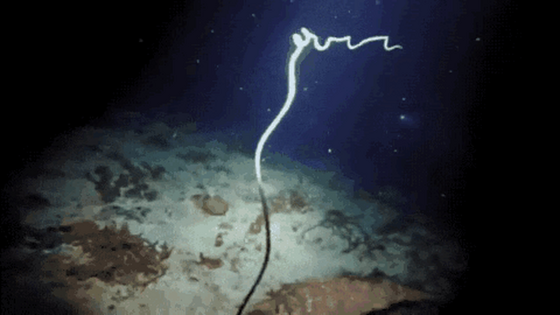 这种海洋蠕虫在繁殖时会直接"爆炸"来高效传播精子和卵子,仿佛吃了一