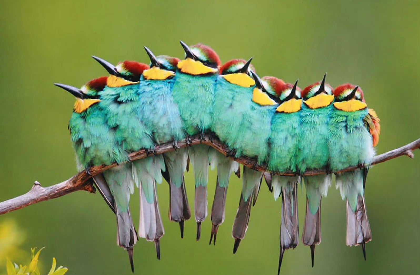 黄喉蜂虎(merops apiaster),是一种鸟不是虎,喜欢挤在一起排排站