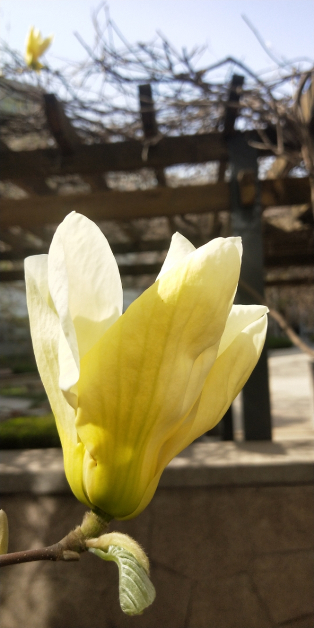 黄花玉兰.花型与光线最佳组合,年年如期而至,从未失约.