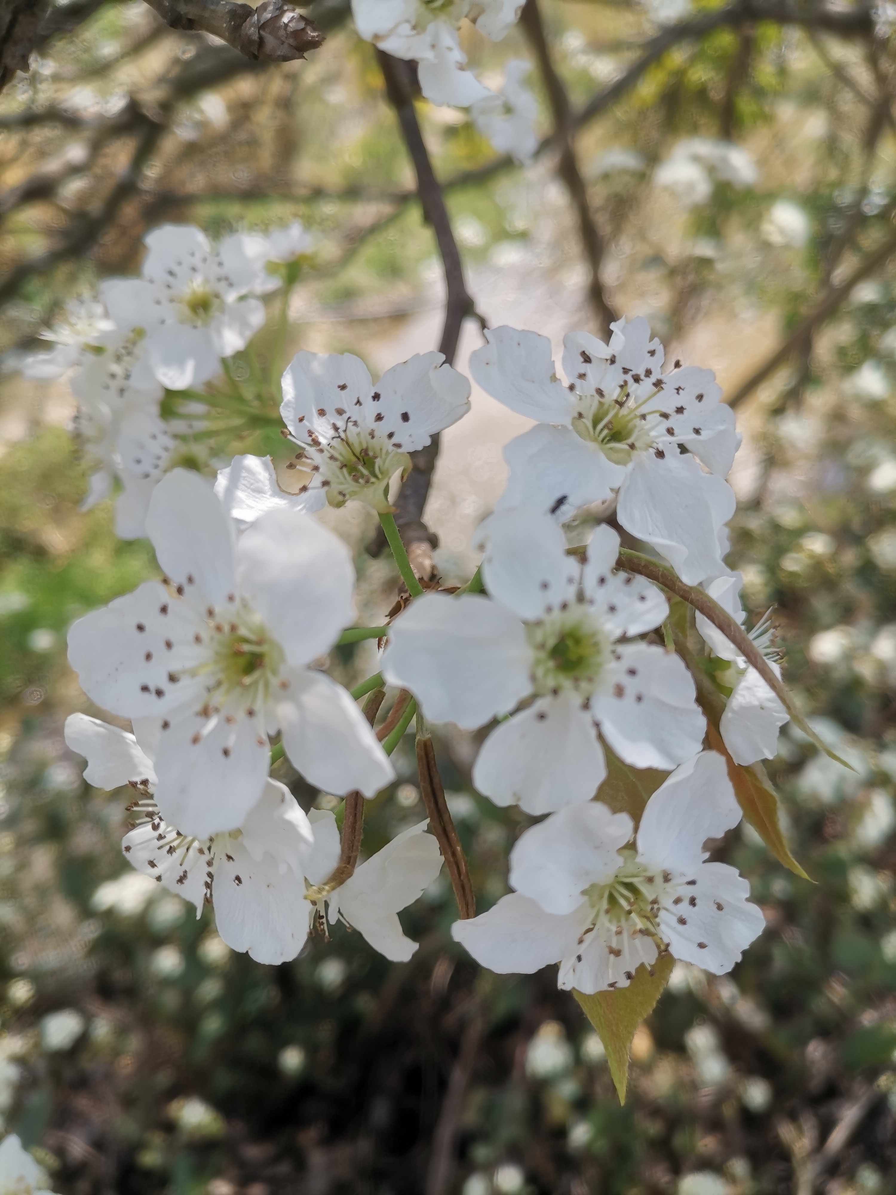 春天来啦�这棵梨花树开满了白色的花朵,就像一片雪白的海洋.