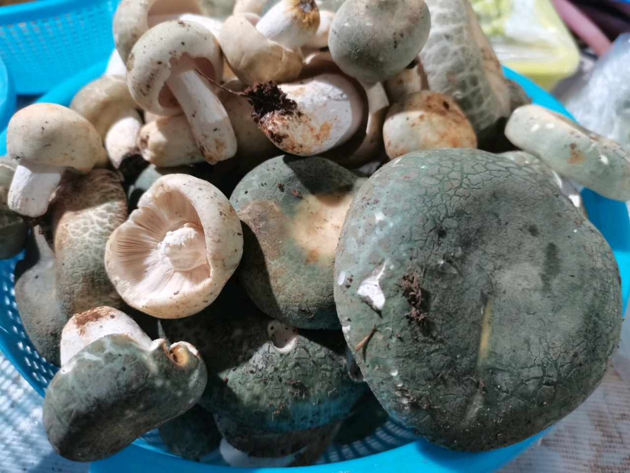 云南昆明野生菌大量上市,价格昂贵,普通青头菌200元一公斤,你们家乡