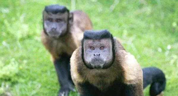 在2012年才从卷尾猴属