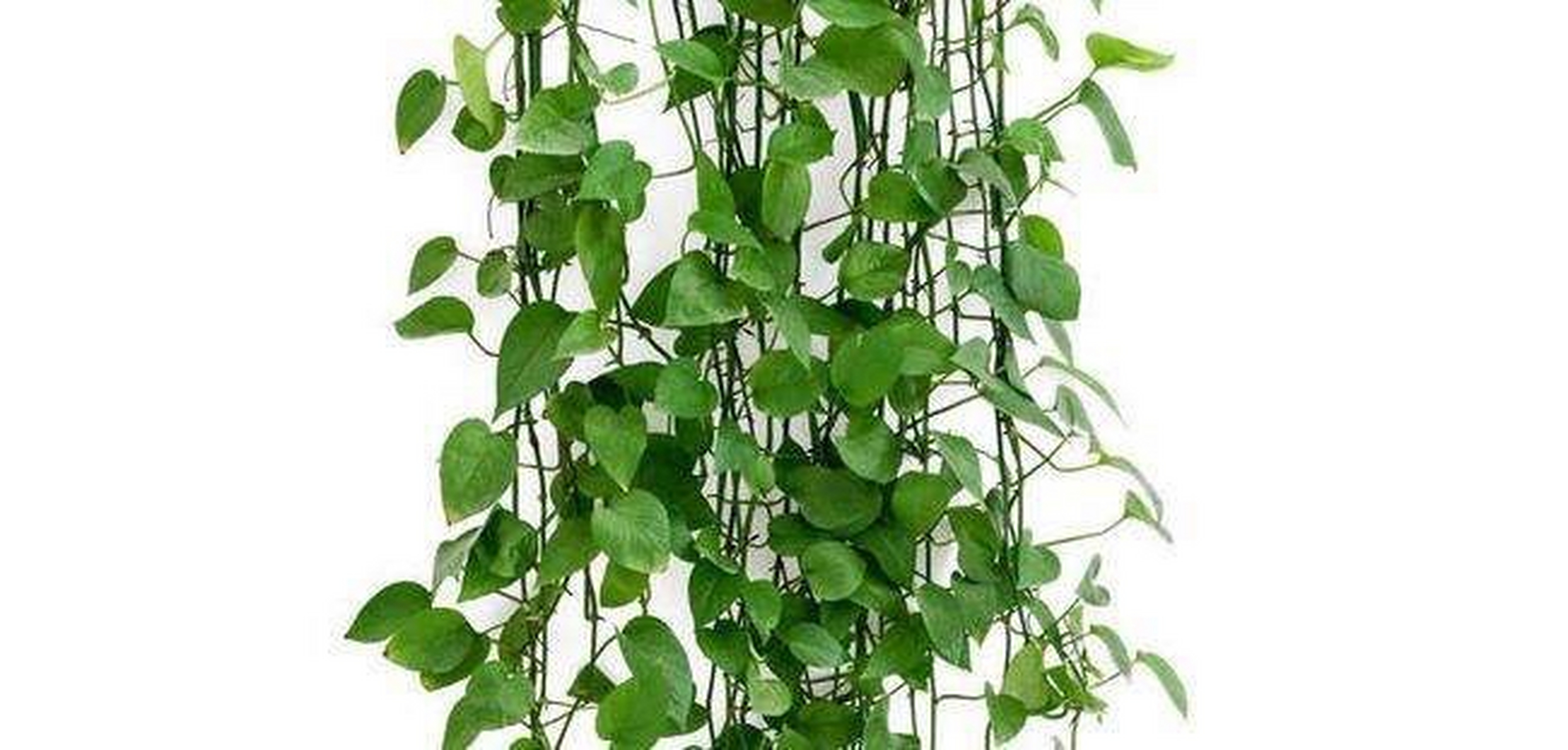盆栽绿植花卉价格多少