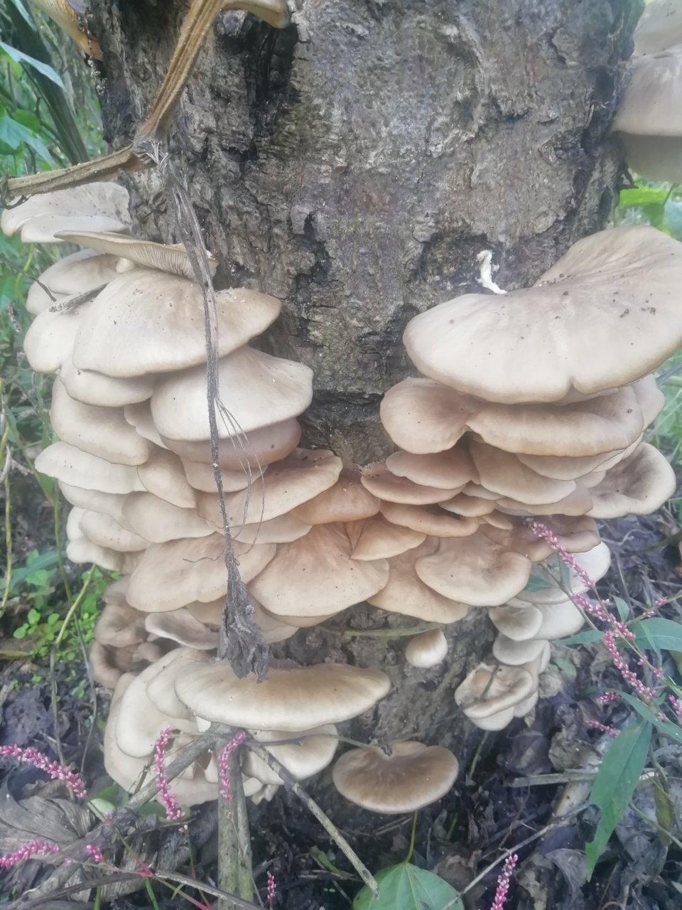 这是核桃树上长的蘑菇,能不能吃
