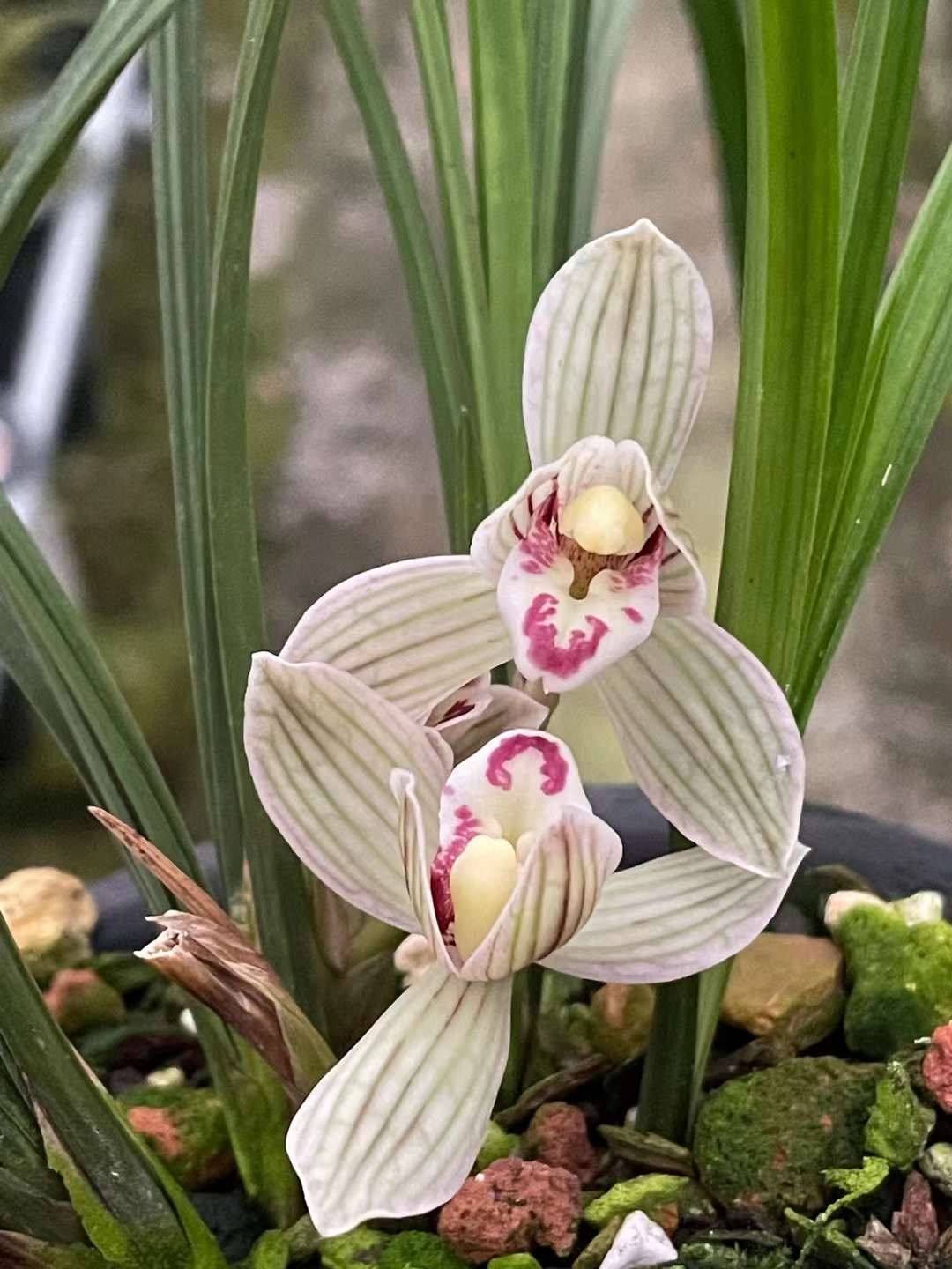 滇荷:又名莲后梅,二十世纪九十年代末,选育于滇西三江并流区域,时为