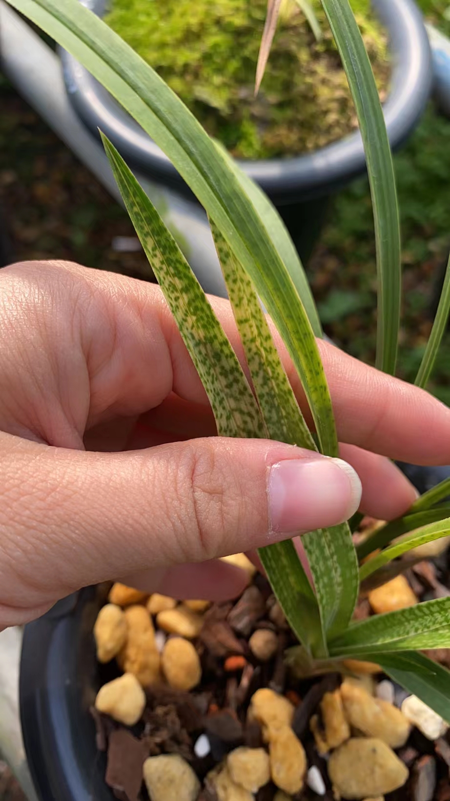 吻仔鱼,漂亮斑艺带花苞