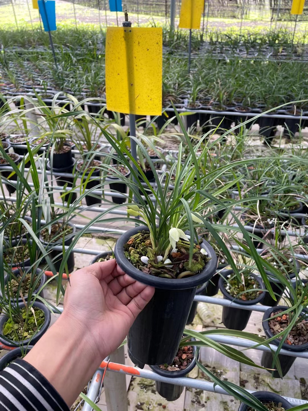 莲瓣,冰美人6苗2花苞