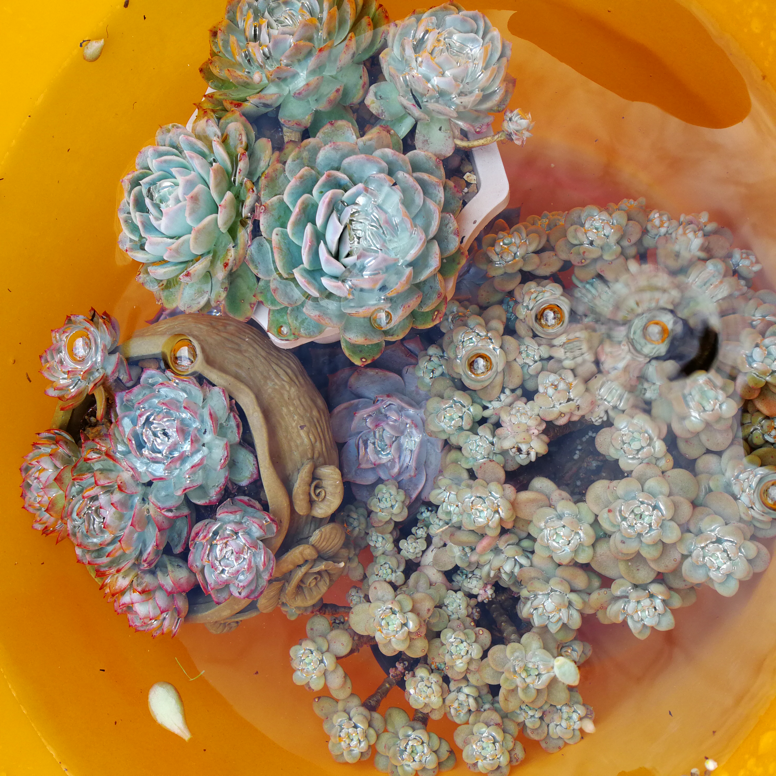 肉肉浇水的方式简单粗暴,碧桃几盆碧桃今年的仔爆的太多了都不知道能