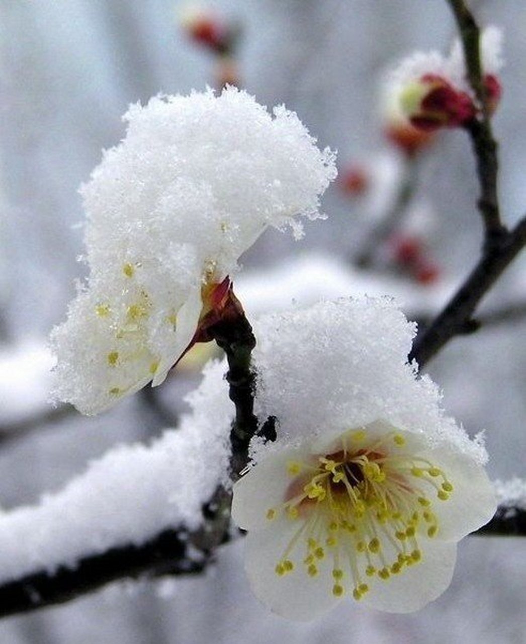 原创 题雪中白梅 幽蹊深处一树裁,皎皎荒隅映明台.