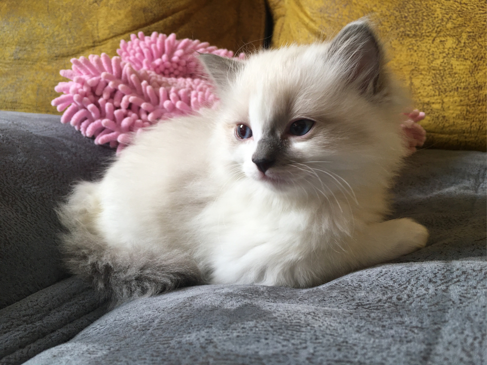 可爱的小美女猫