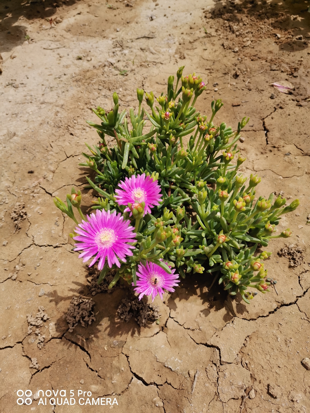 受日照影响,黄昏闭合,次日,在阳光的召唤中,重新展露笑颜