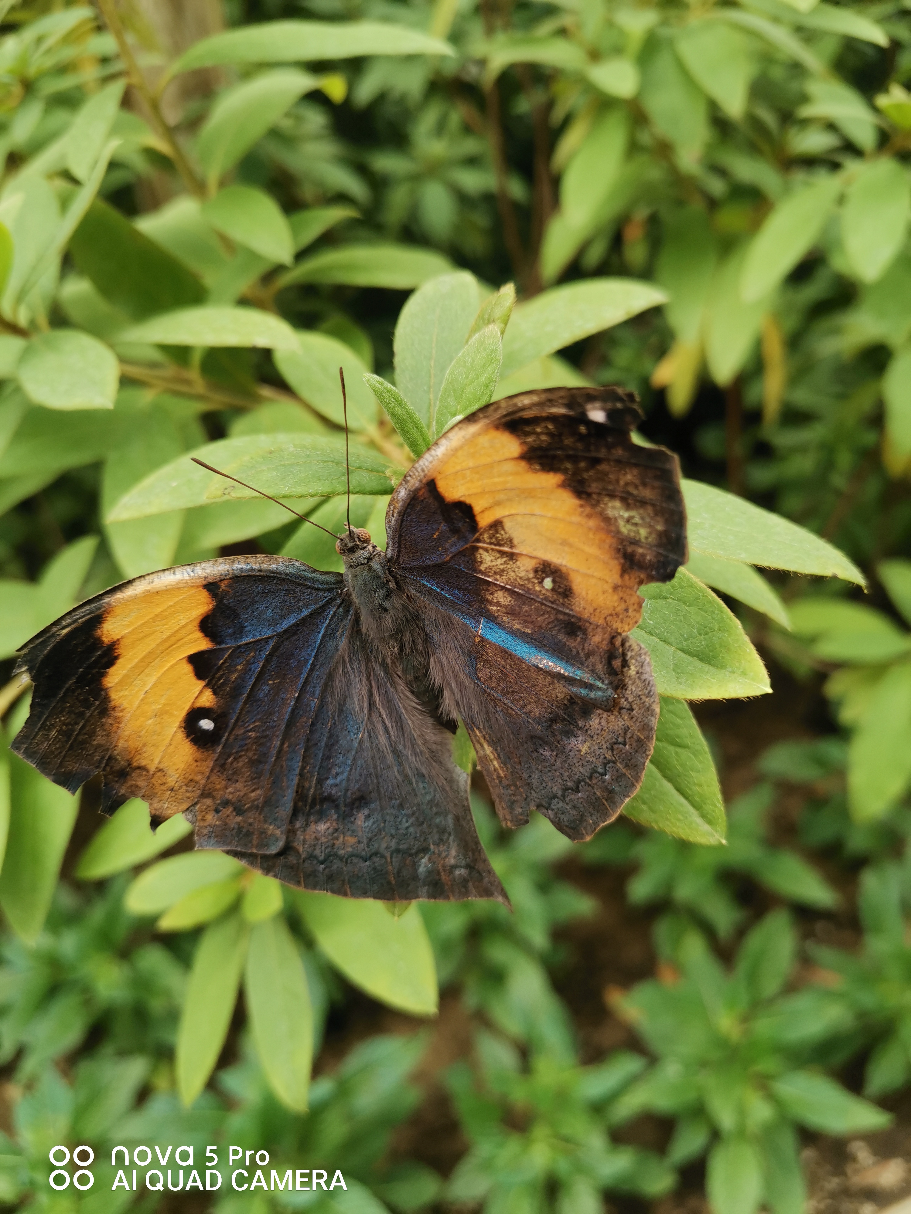 北京鲜花港南门西侧,蝴蝶大世界展馆,蝴蝶品种包罗万象,太密集且不怕