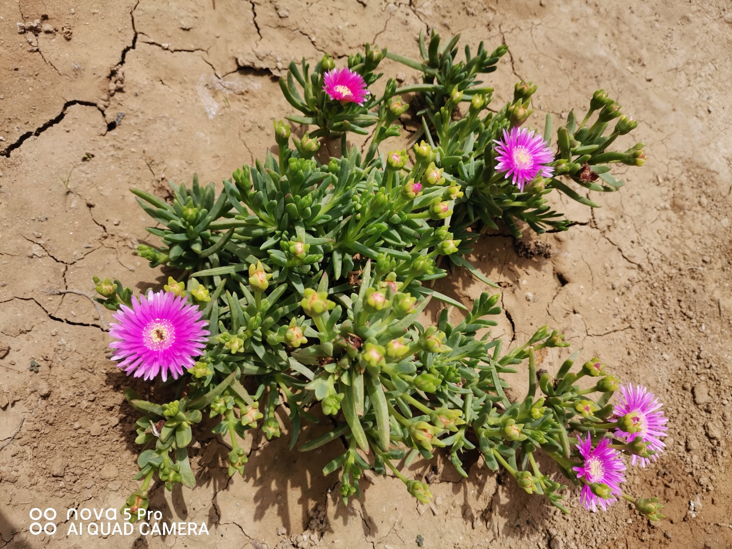 受日照影响,黄昏闭合,次日,在阳光的召唤中,重新展露笑颜