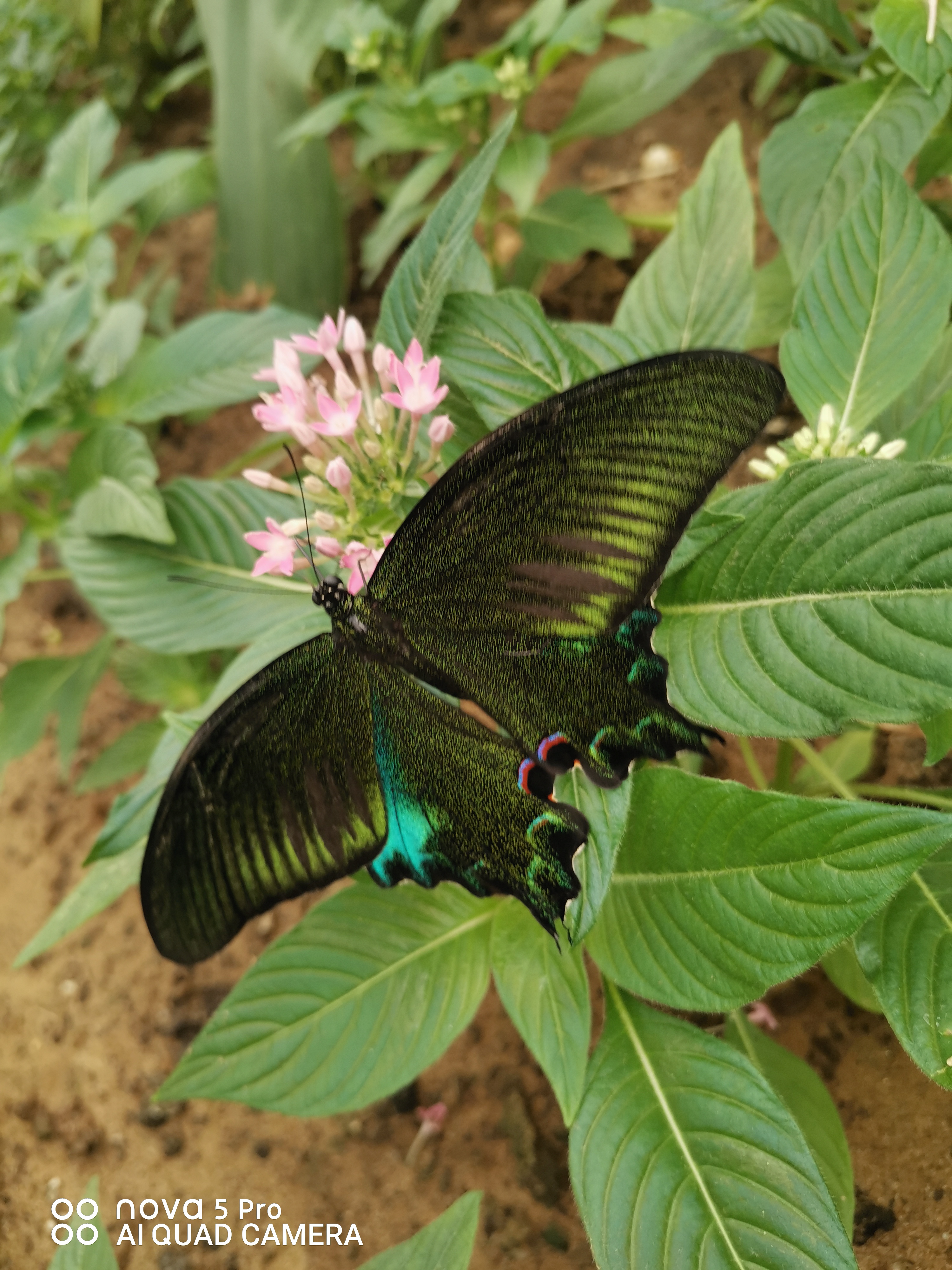 北京鲜花港南门西侧,蝴蝶大世界展馆,蝴蝶品种包罗万象,太密集且不怕