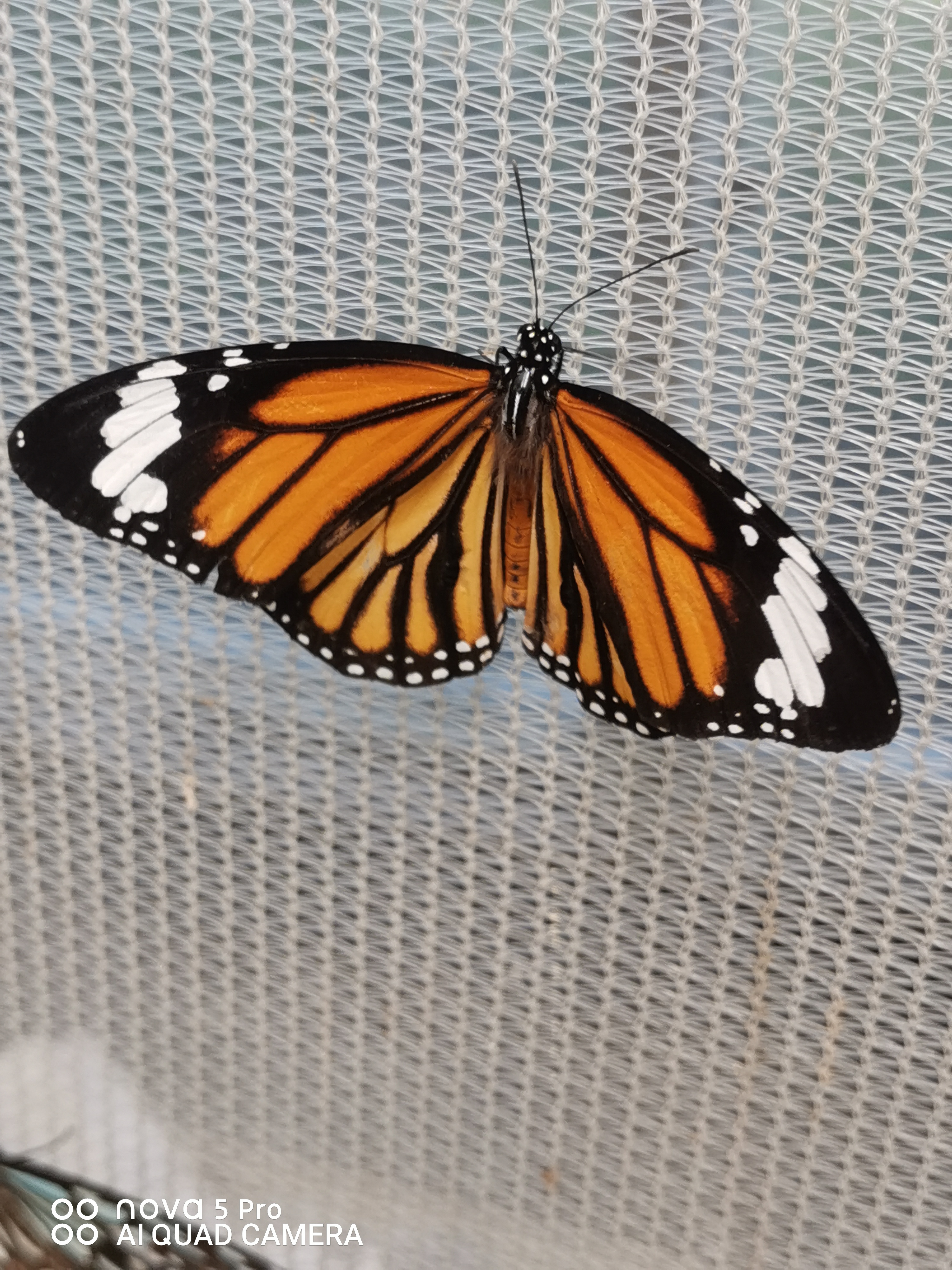 北京鲜花港南门西侧,蝴蝶大世界展馆,蝴蝶品种包罗万象,太密集且不怕