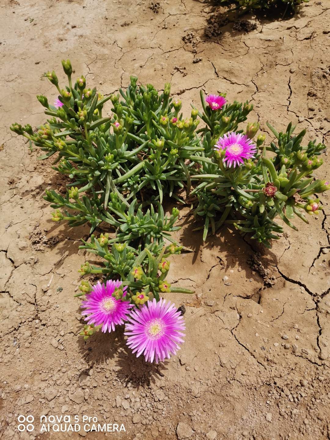 受日照影响,黄昏闭合,次日,在阳光的召唤中,重新展露笑颜