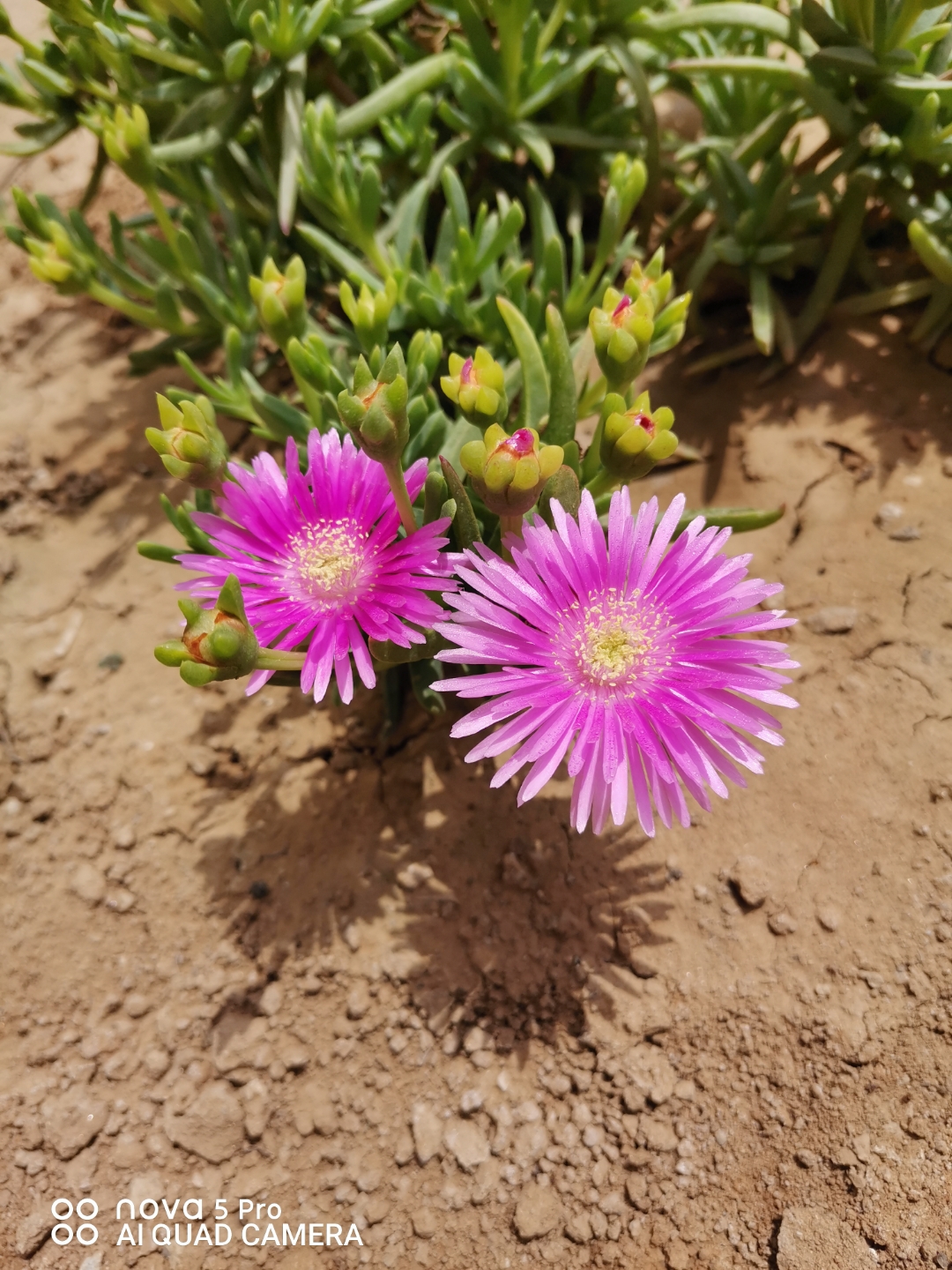受日照影响,黄昏闭合,次日,在阳光的召唤中,重新展露笑颜