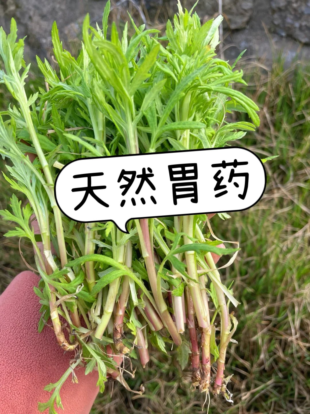 开胃草药图片治胃病的中草药图片能治胃病的野生草药强胃草图片养胃