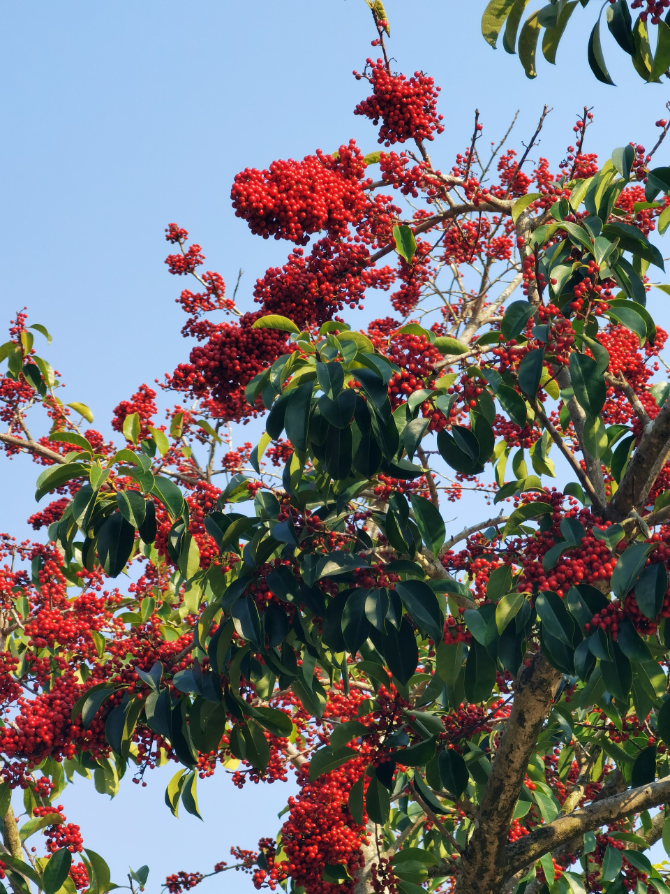 "万子千红"铁冬青:常绿灌木或乔木,枝繁叶茂,四季常青,果熟时红若丹珠