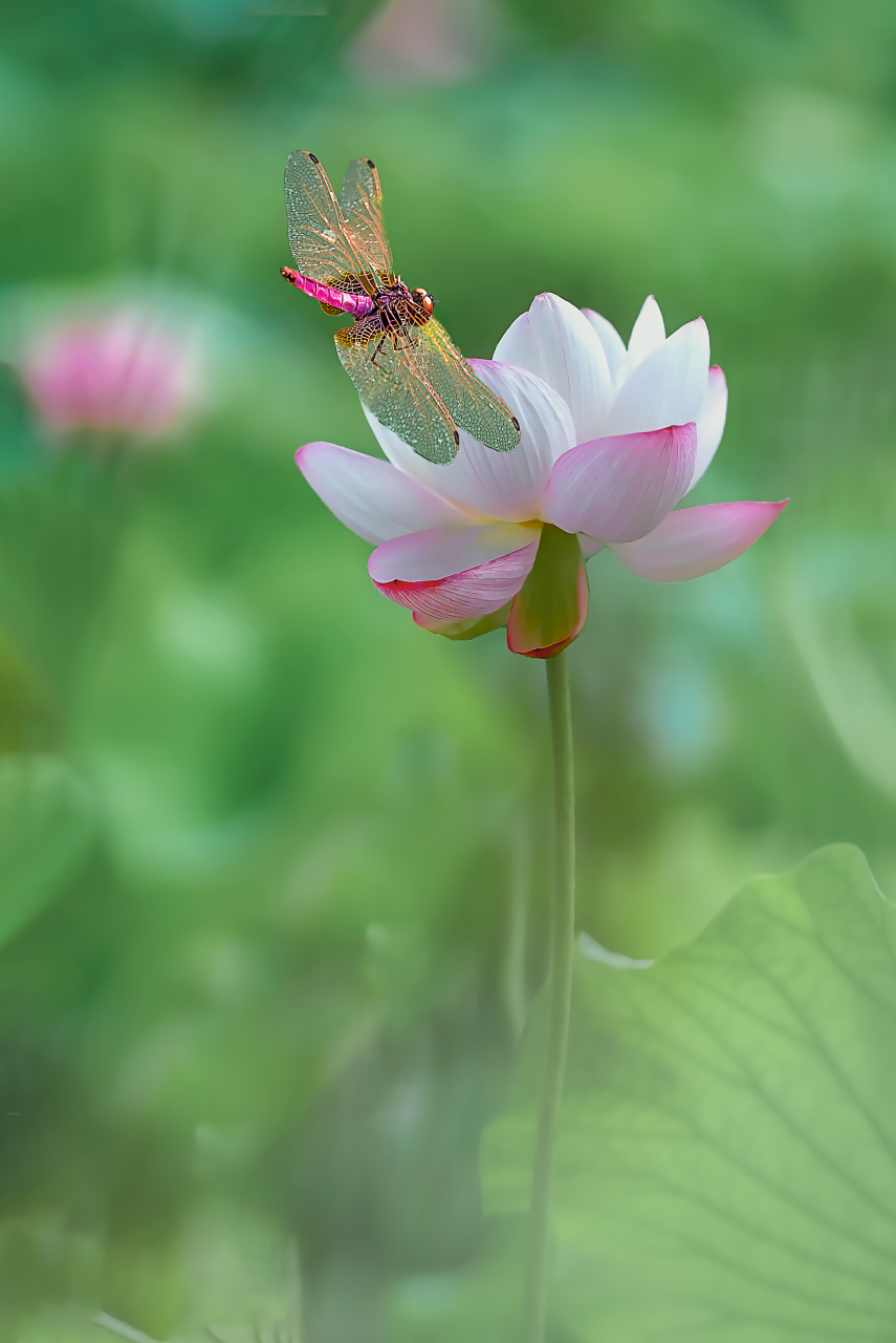 花卉#  荷花 在池塘里,千姿百态的荷花,犹如一位位仙女在水面上翩翩