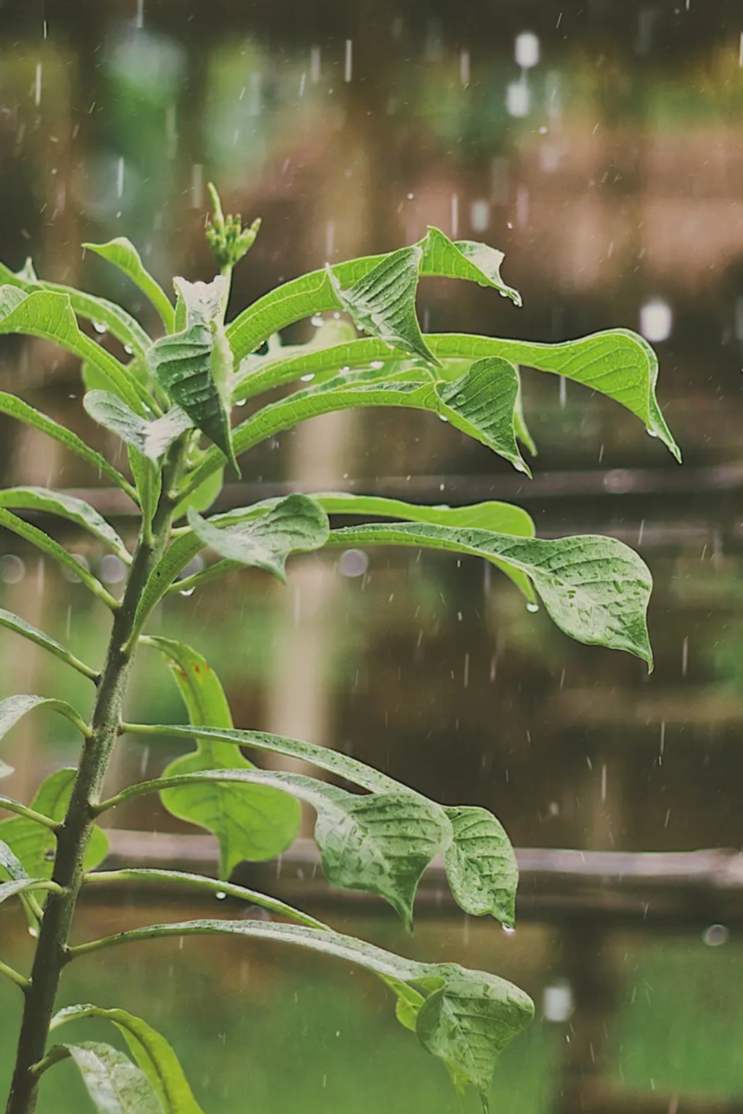 吉祥雨的图片图片