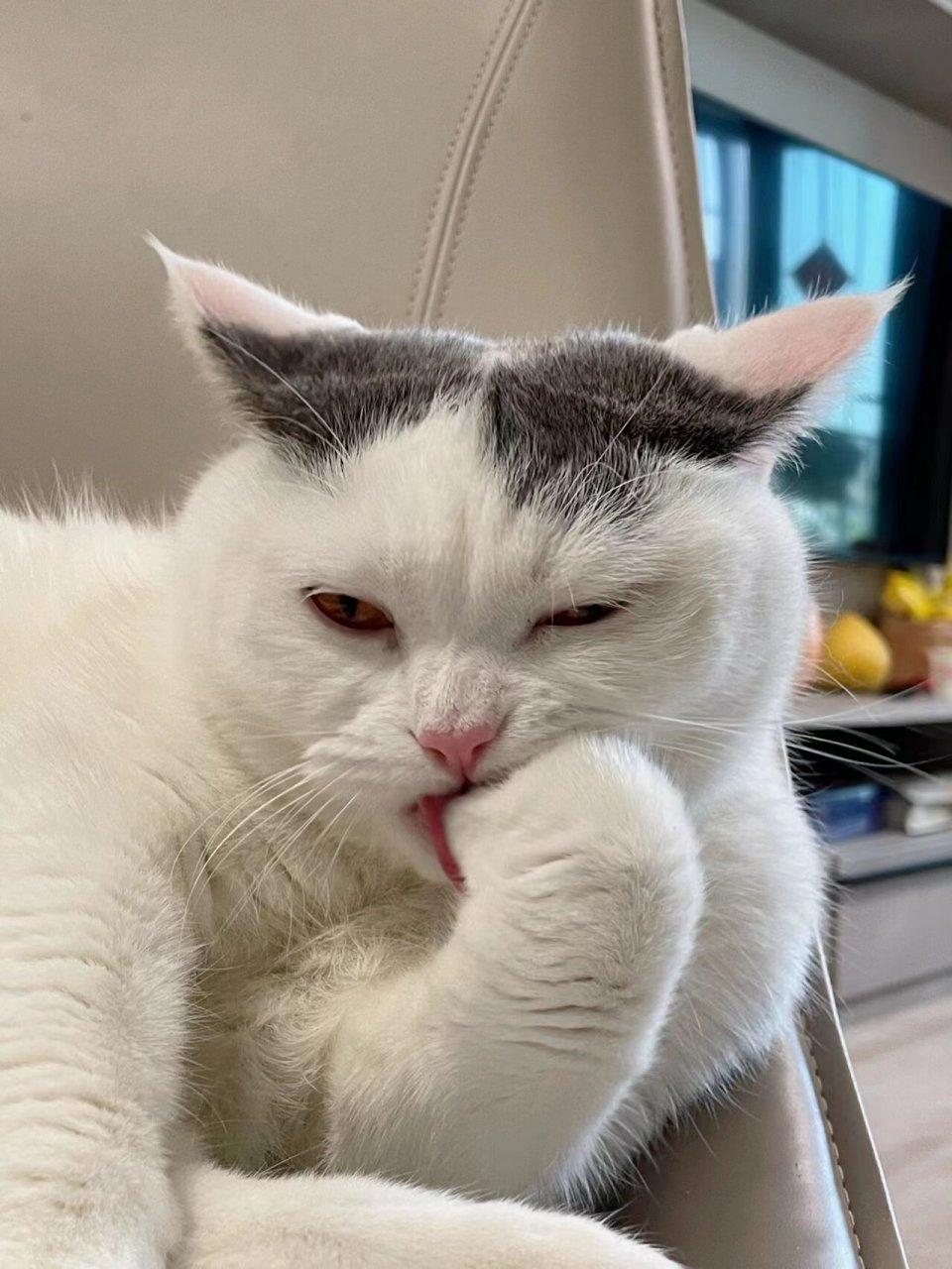 猫咪有泪痕眼屎用两天牵贝明木露,见效快不反复 4.