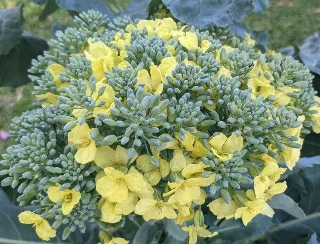 西兰花开花也挺好看的啊,有人见过这种花吗?#热点引擎计划