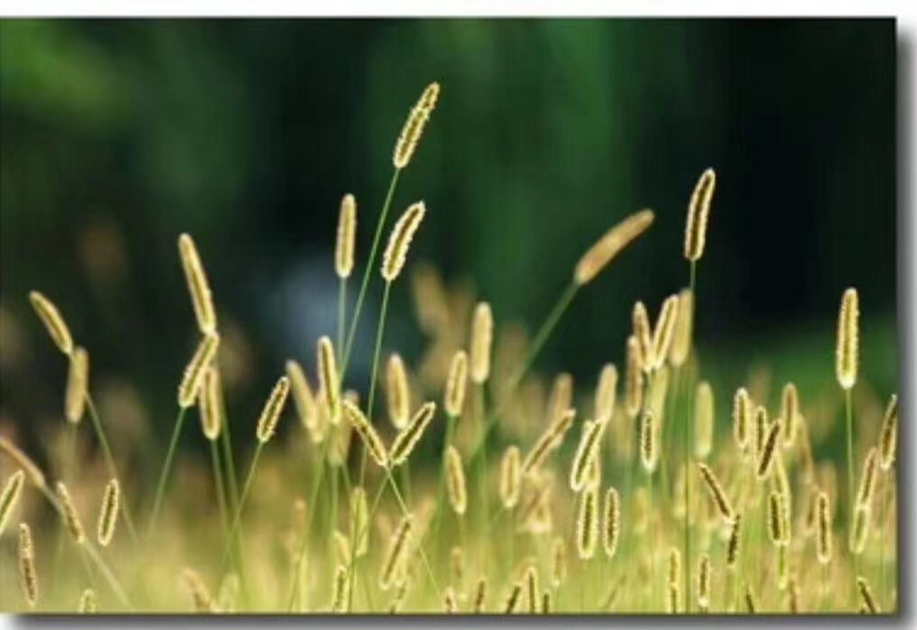 在成功面前,学会谦虚戒骄戒躁; 在委屈面前,学会包容不卑不亢; 在等待