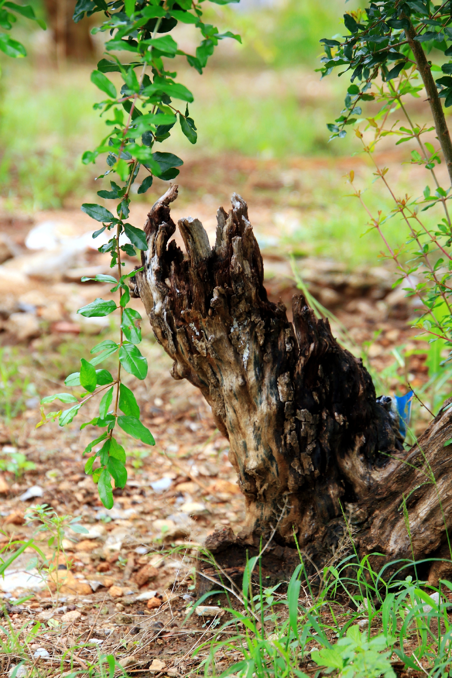 枯树根旁新绿芽,生命的延续总带希望.