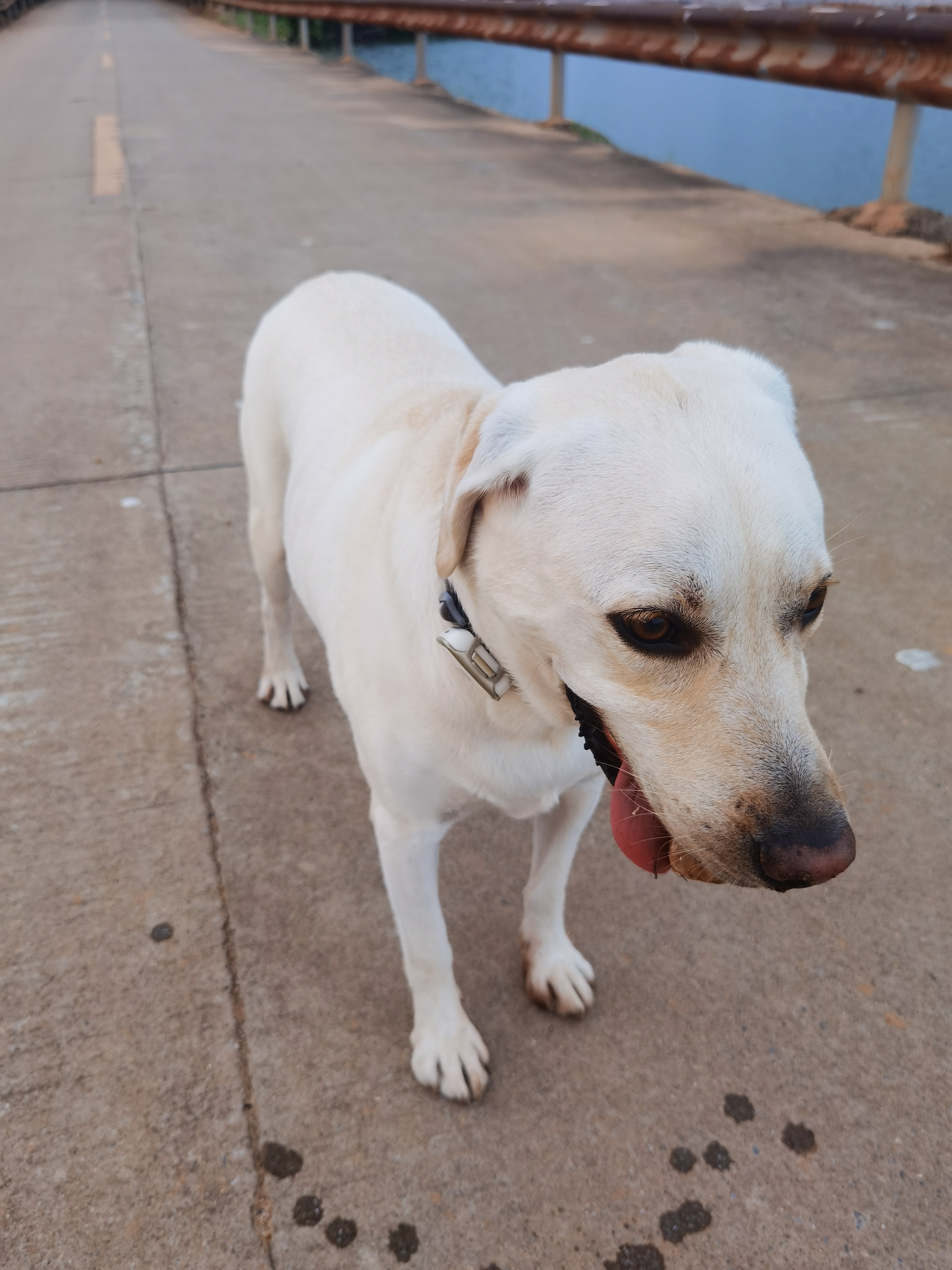 阳光下,这只白色的拉布拉多犬张着嘴,舌头伸出来,眼巴巴地看着前方.