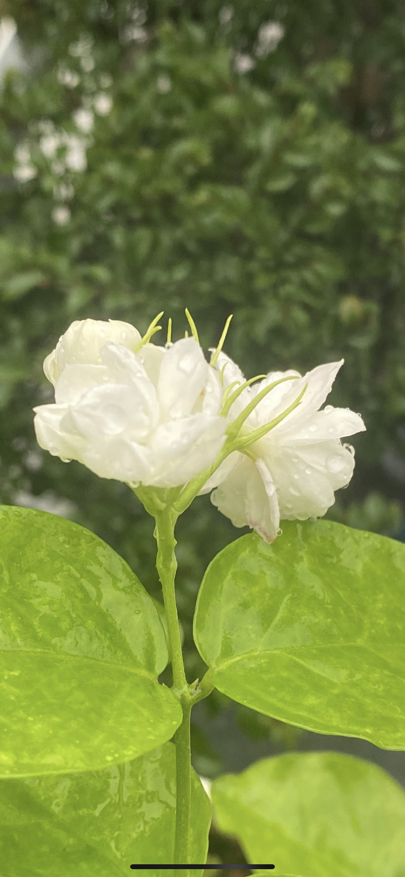 错位  雨后花园