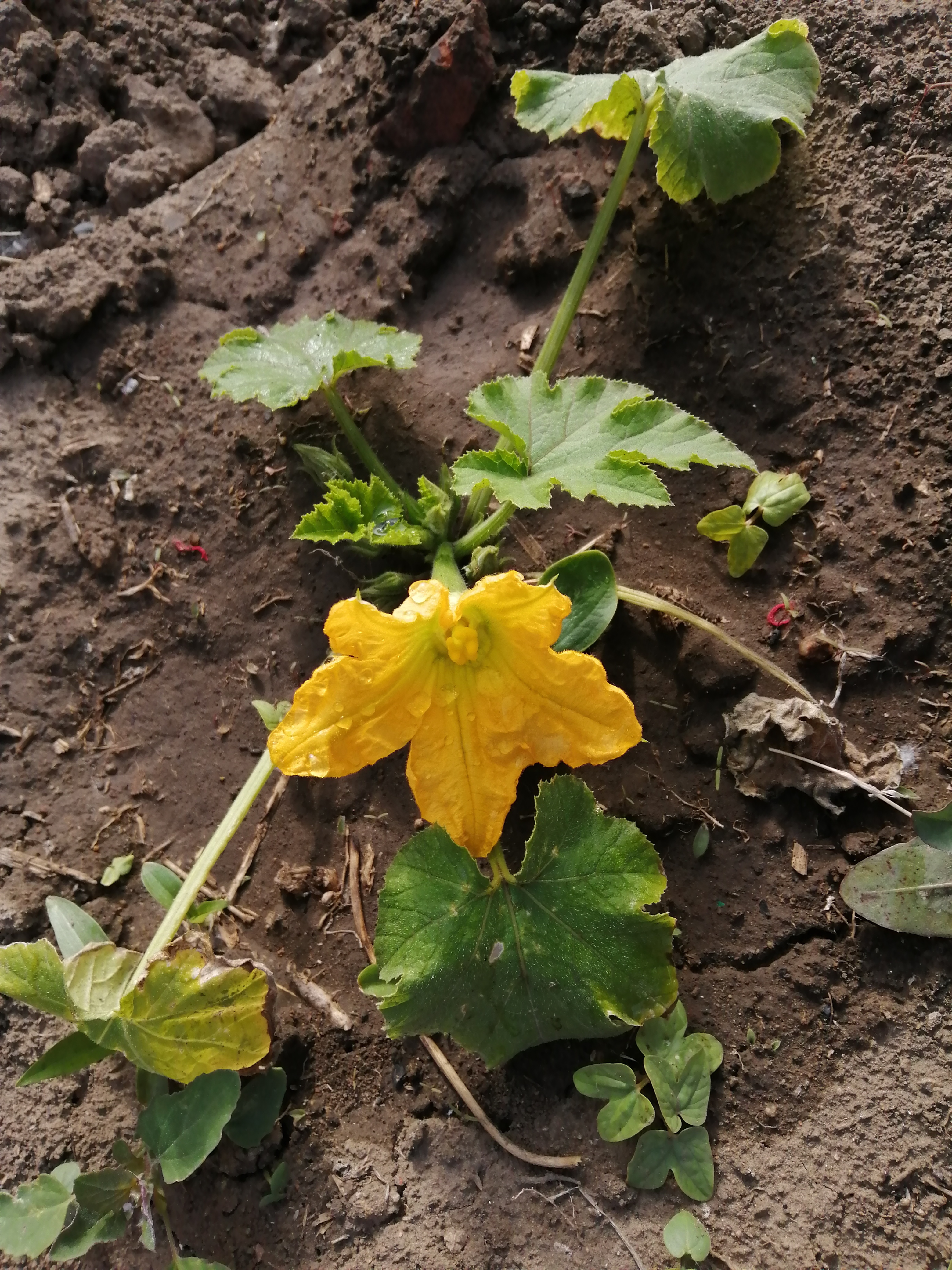 又有西葫芦开花了!  只是花期很短,有点昙花一现的感觉.