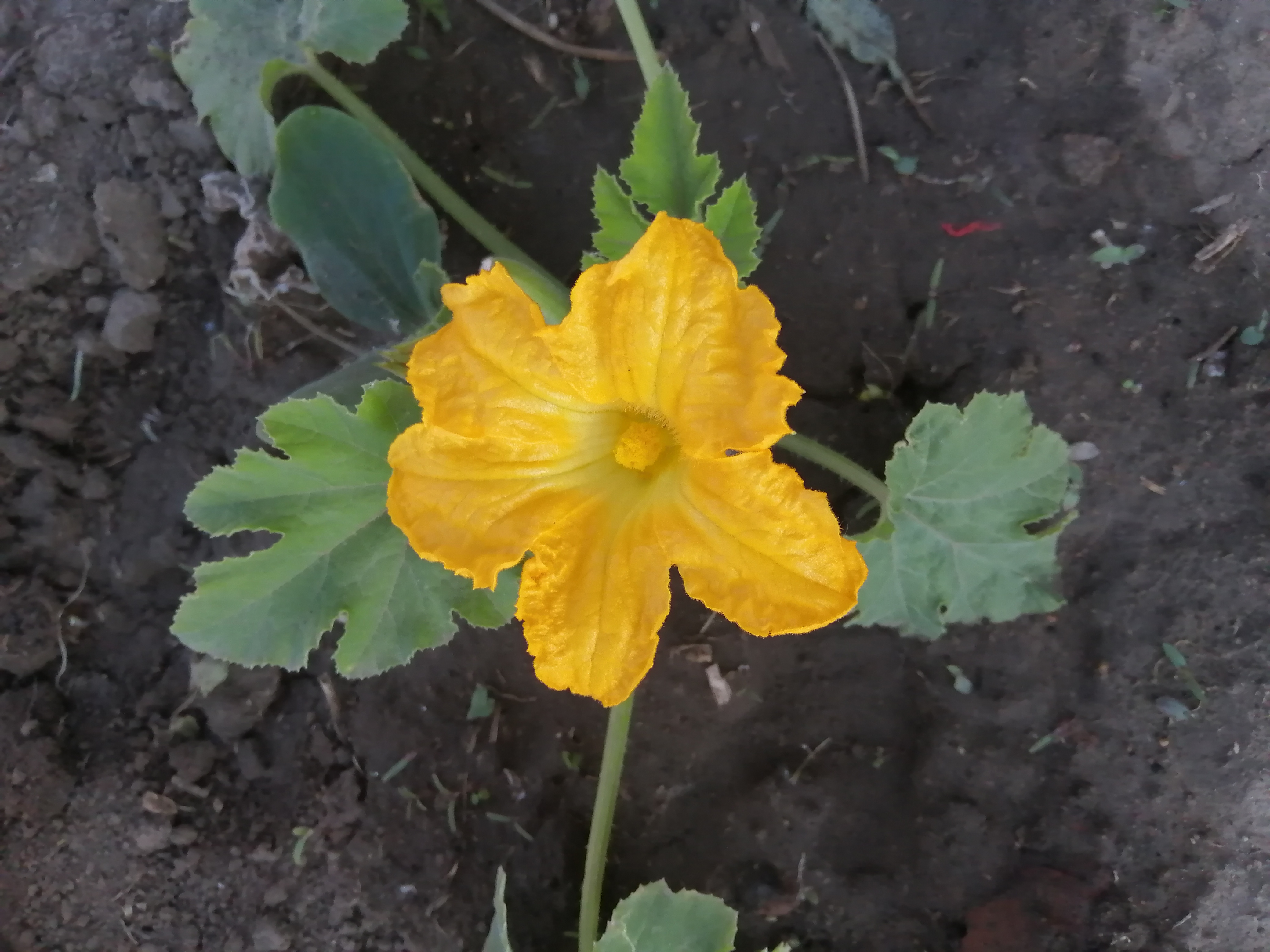 又有西葫芦开花了!  只是花期很短,有点昙花一现的感觉.